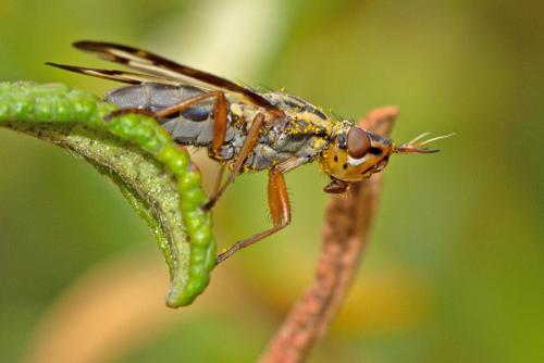 Dorycera grandis